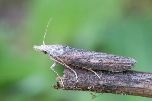 Lamoria zelleri